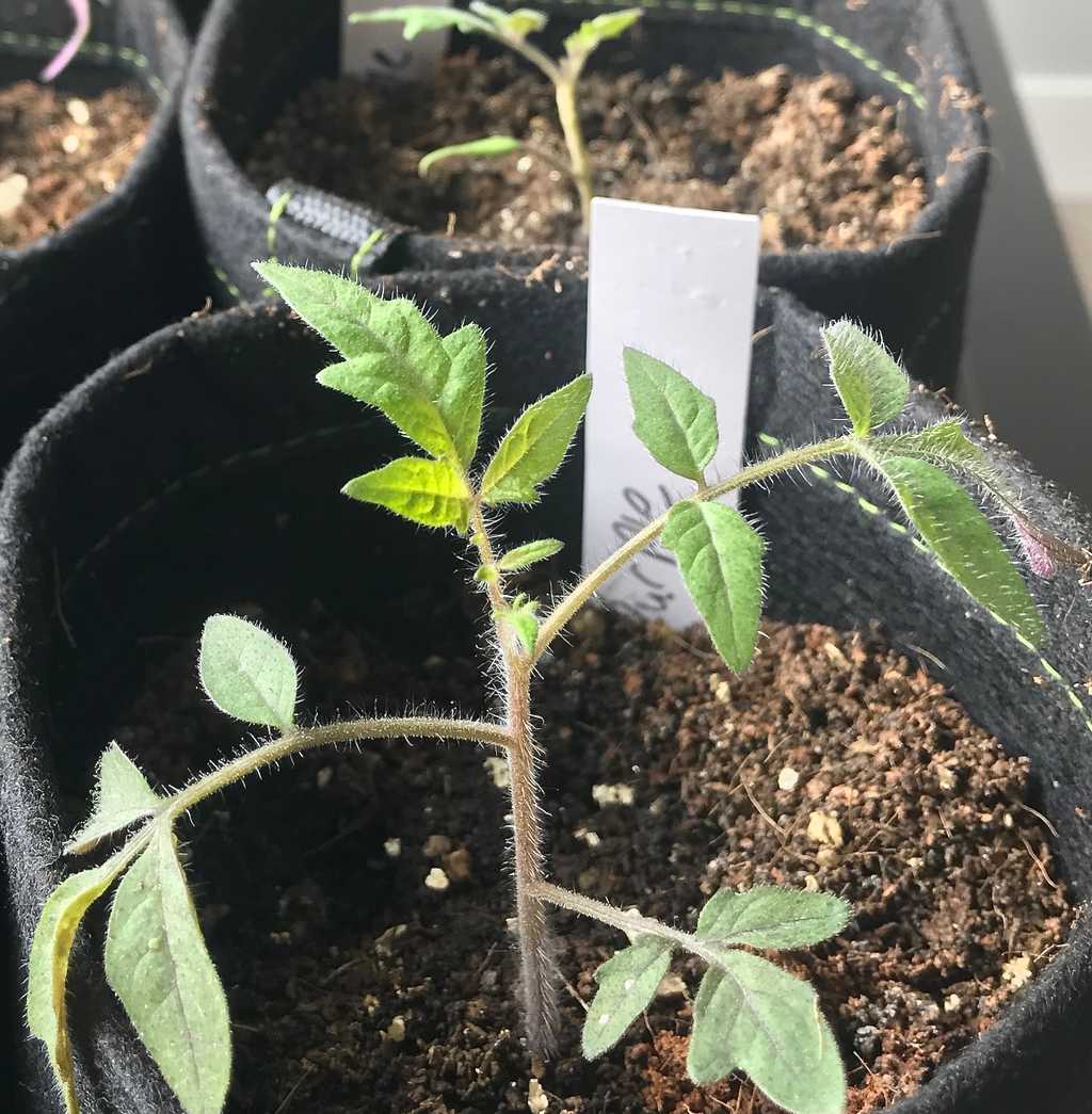What Tomatoes I'm Growing 2019